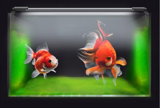 爆藻泰狮金鱼,金鱼缸爆藻的正确方法