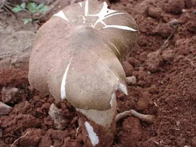 深山里捡蘑菇视频,找野生蘑菇最佳方法