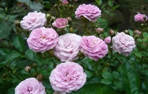 最漂亮10种微型月季,新手必入这8种月季漂亮好养