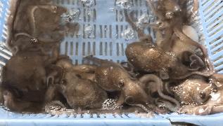 广州海鲜天堂介绍,广州黄沙有哪些海鲜