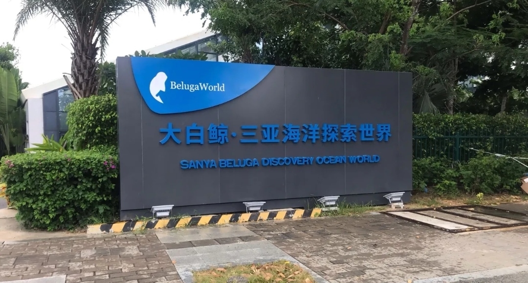 “花鲸回家”背后的资本迷局