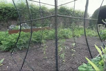 世上最毒的花园,最毒的花园有多可怕