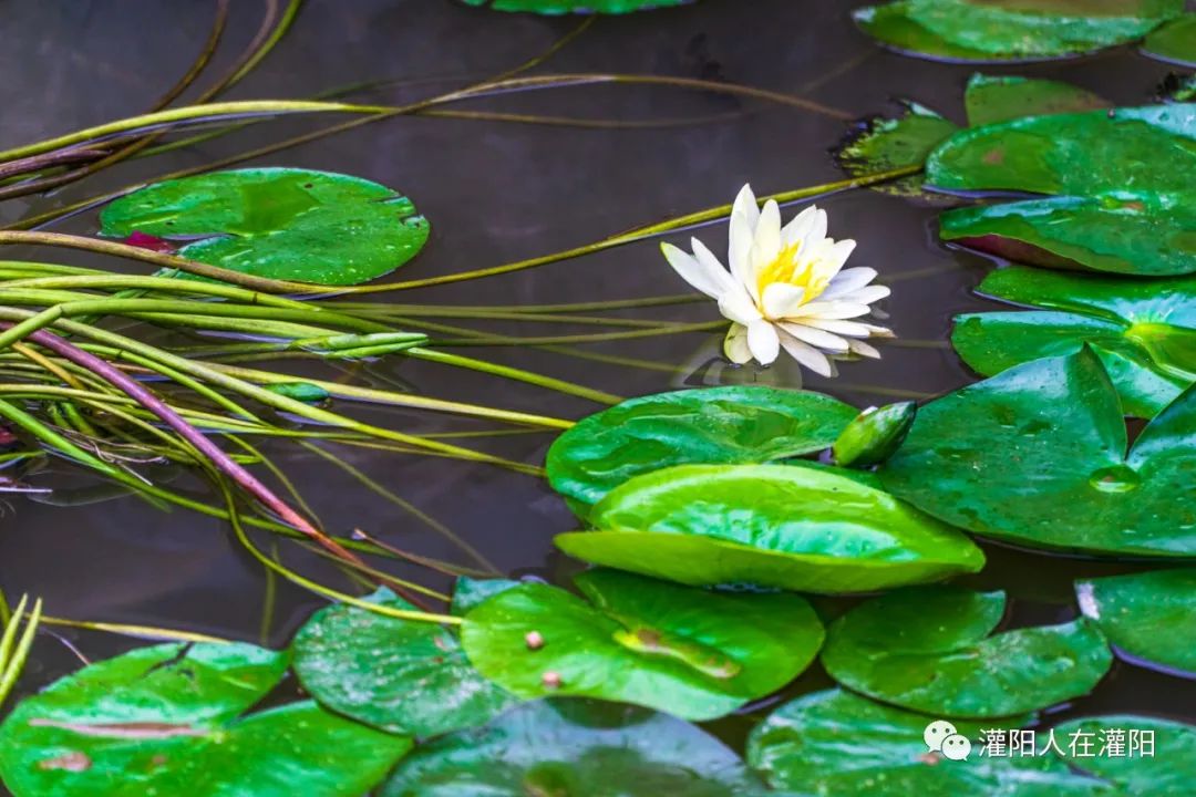 桂林周边村寨,桂林市乡野休闲山庄