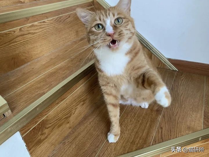 猫咪为什么老是叫讨食,猫咪为什么总是嗯嗯的叫