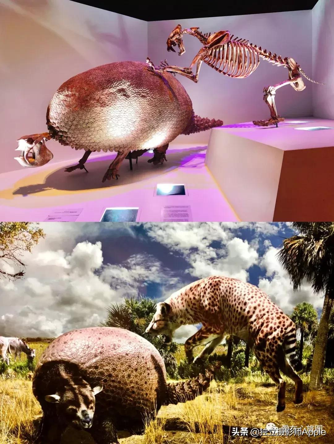 喂鳄鱼、看篮球比赛和太空中心的好玩休斯顿