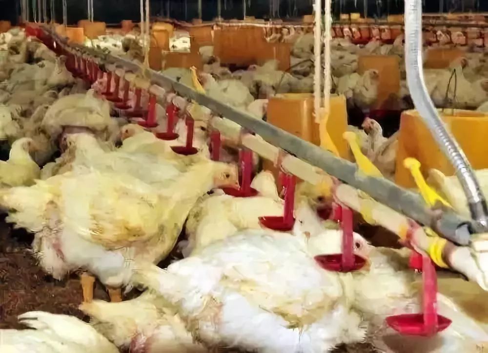 鸡受惊吓瘫痪最快的恢复方法,鸡出现瘫鸡咋回事