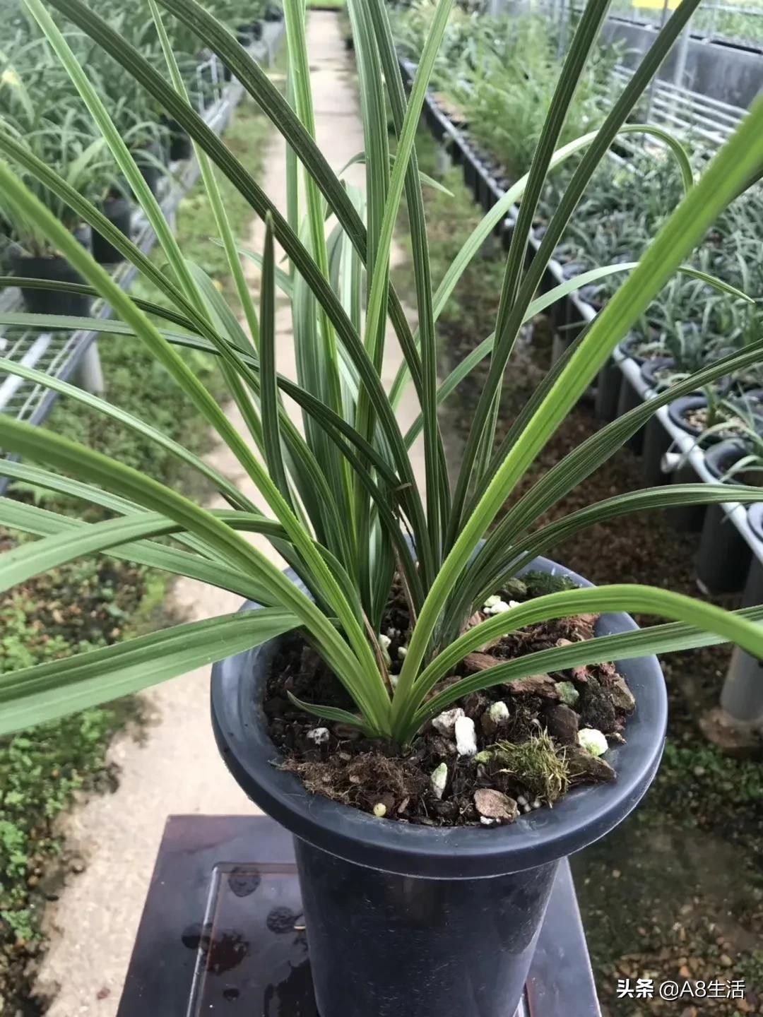 每日一品七律,每日一品茶叶