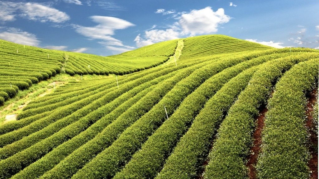 未来五年农村赚钱风口,未来5-10年农村最赚钱的四大行业