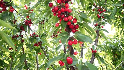 “橙”邀你来！赏橙花、溜滑道、摘樱桃，来高坪橙花节做最靓的崽儿···（内含超值福利）