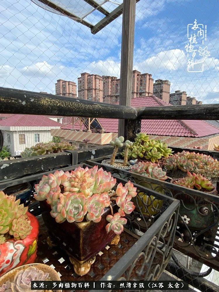 初秋的多肉,初春的多肉开始展现美颜了