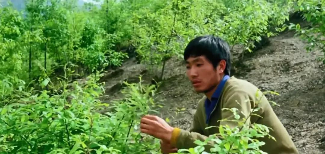 鸡窝洼人家完整版,鸡窝洼的人家全文免费在线阅读