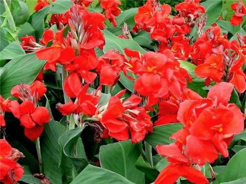 美人蕉真的存在吗,美人蕉是虞美人吗