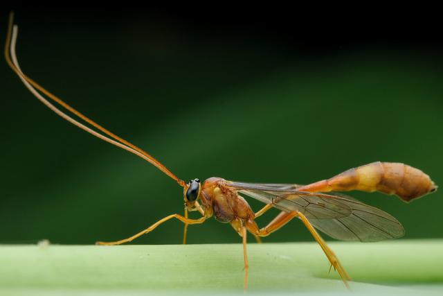 瓢虫害虫和益虫的区别图,益虫害虫有哪些视频