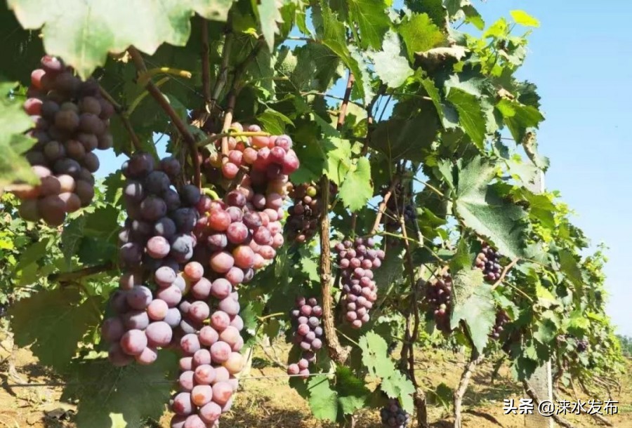 鐖卞績鍔╁啘鑻规灉鏂伴矞閲囨憳,鐖卞績浼佷笟鍔╅攢钁¤悇