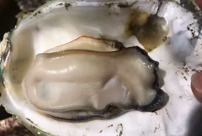 南宁最好吃的10家烧烤店,南宁生蚝哪最好吃