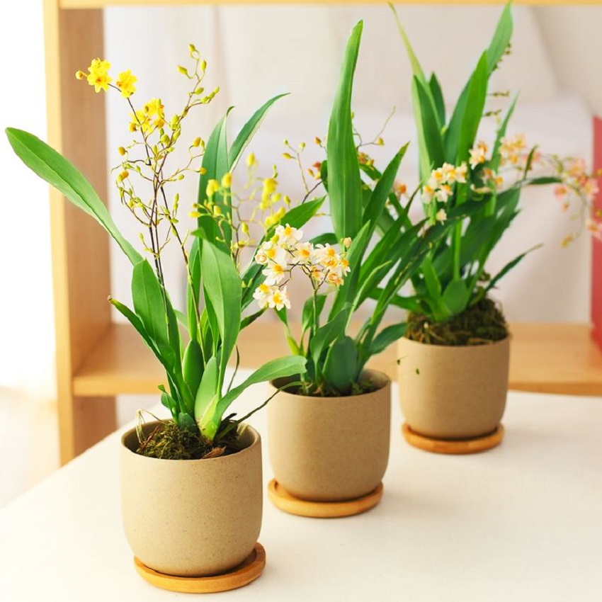 文心兰花形图片,好养易活兰花文心兰