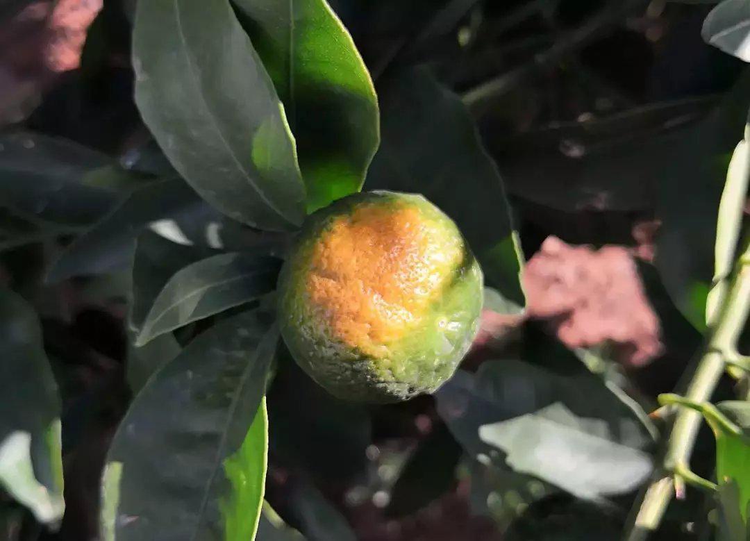 柑橘叶片发黄是什么原因引起的,柑橘落叶叶片发黄主要是根系不好