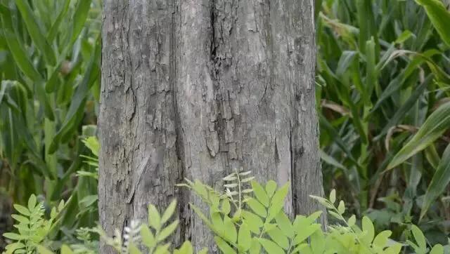 什么是交趾黄檀,年年红交趾黄檀