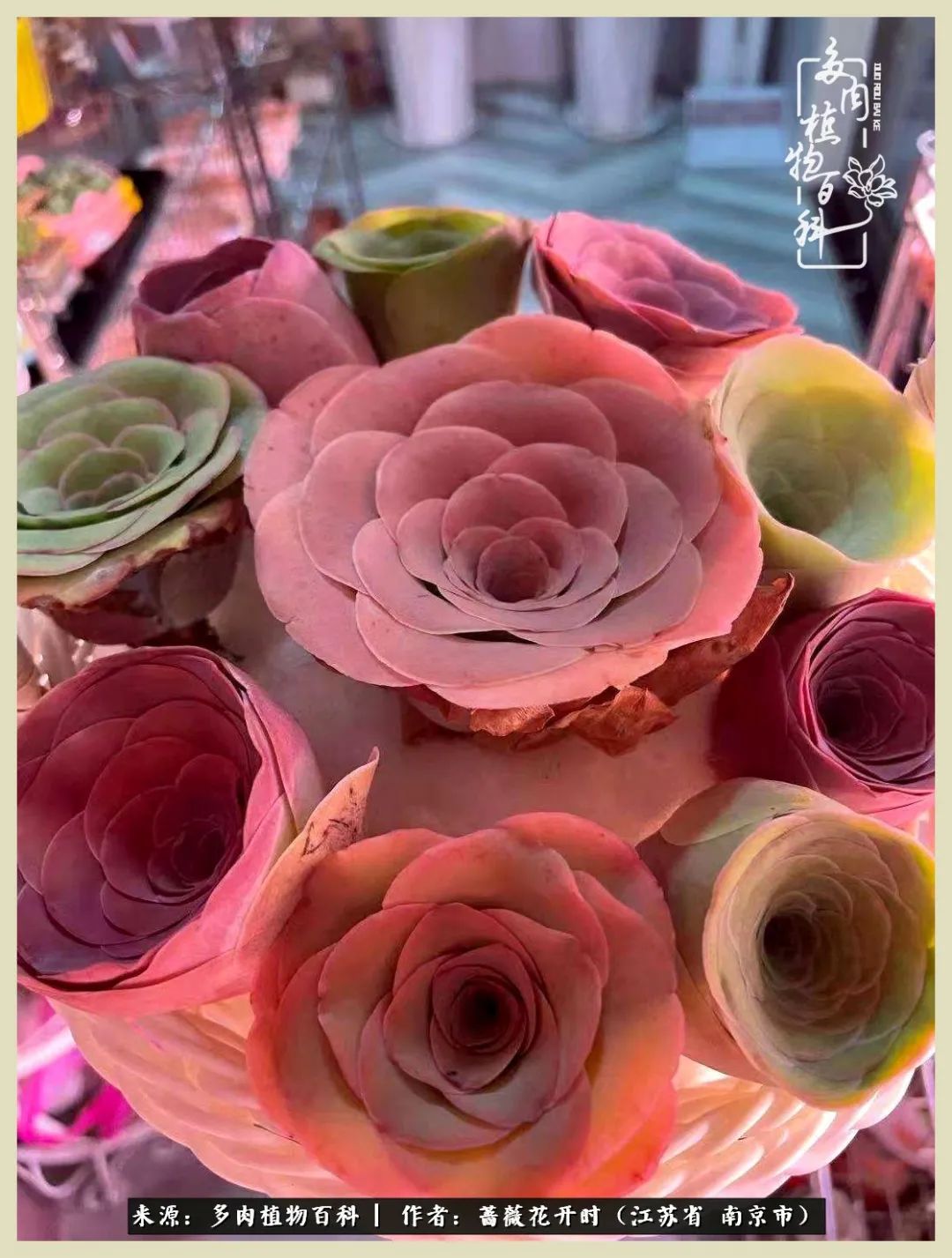 又见颜的妩媚，色的诱惑！这些山地玫瑰礼盒惊艳了眼眸