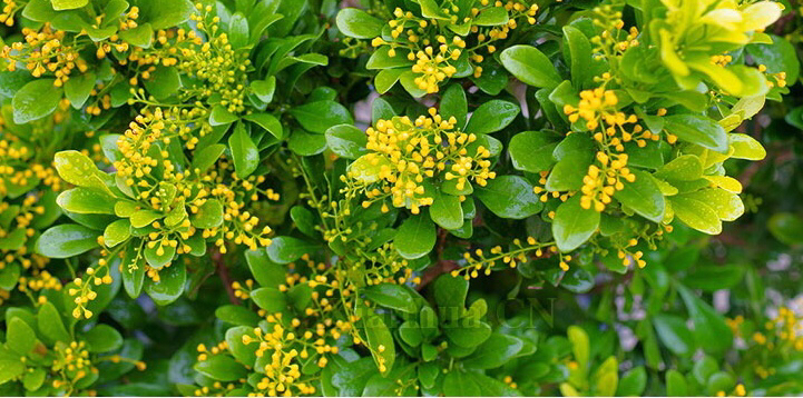 淘米水浇米兰多久浇一次,米兰能用淘米水浇吗