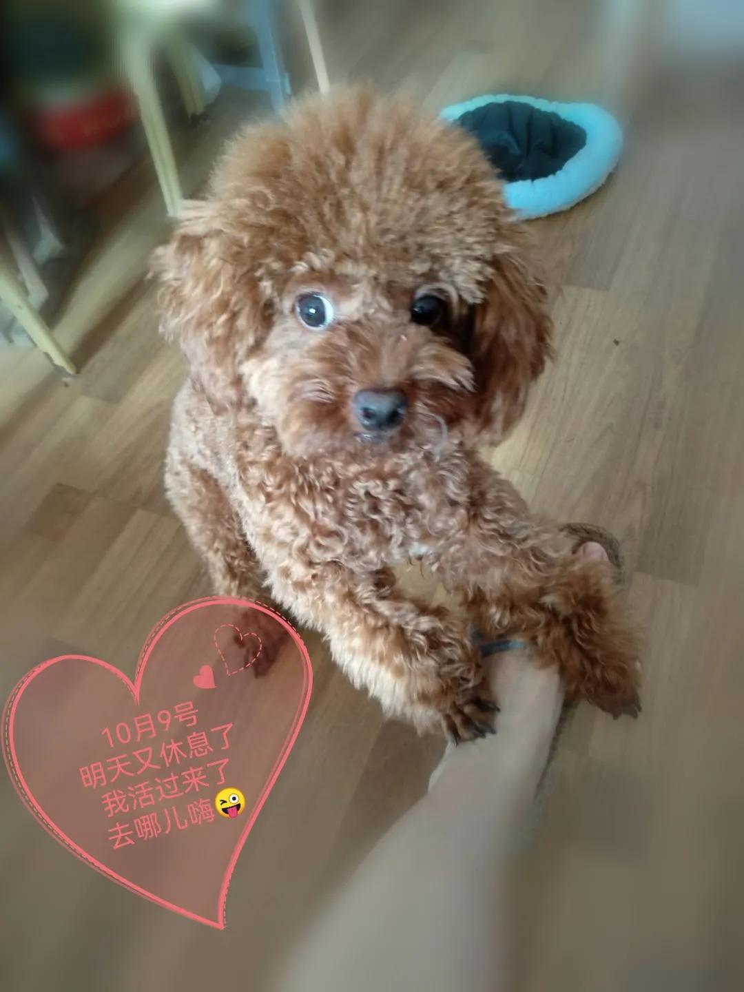 国庆七天乐毕福剑主持,国庆七天乐已经正式拉开帷幕