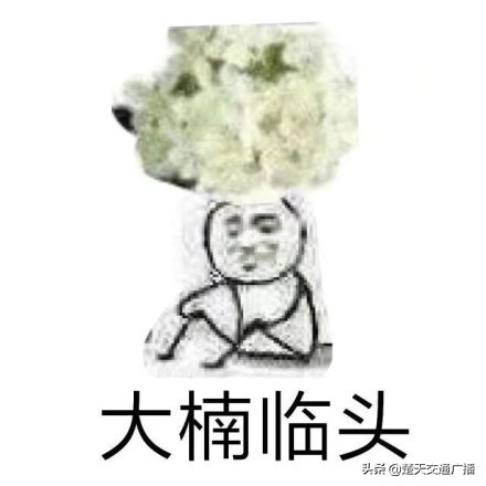 石楠花春天,石楠花已经开了