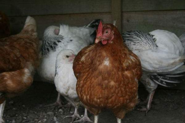 鸡常见的病分哪几类,鸡中毒十大疾病