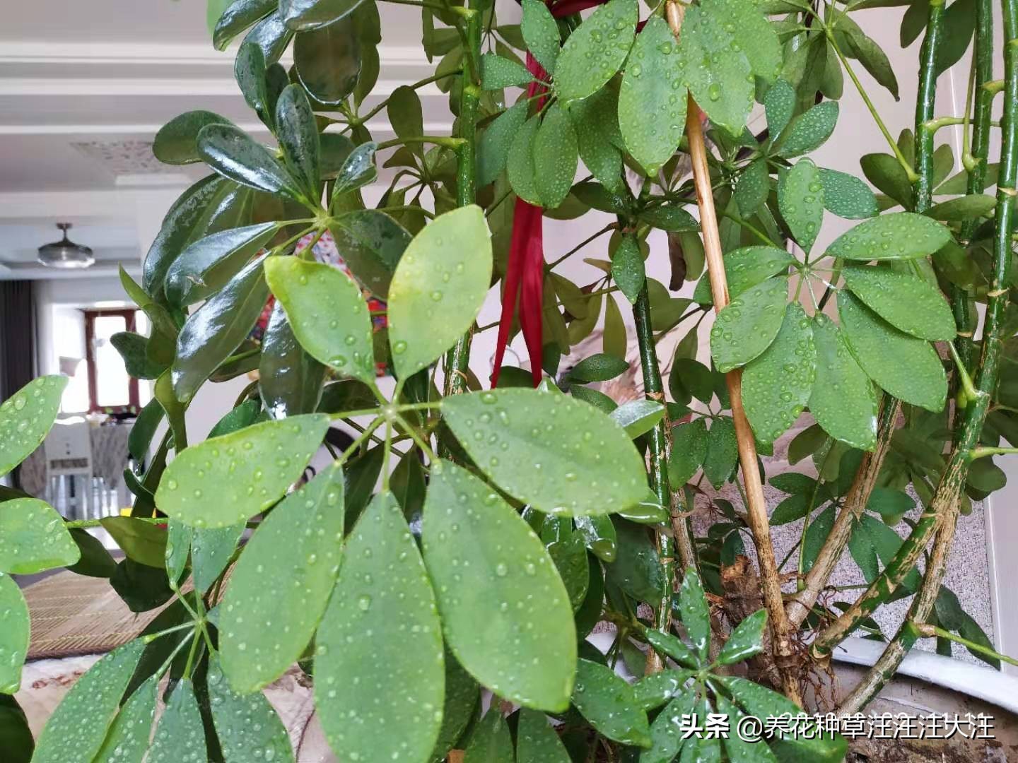 八方来财叶子掉光了怎么办,八方来财叶子黄了有斑点