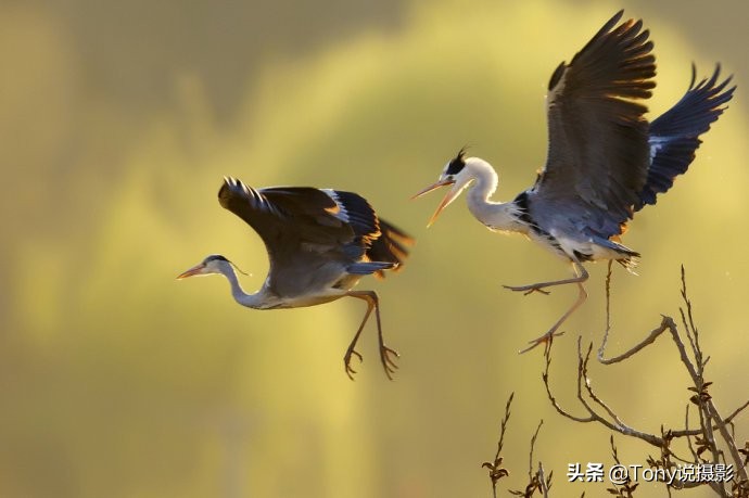 深度揭秘拍摄鸟类,如何拍鸟这些鸟类摄影技巧要学会