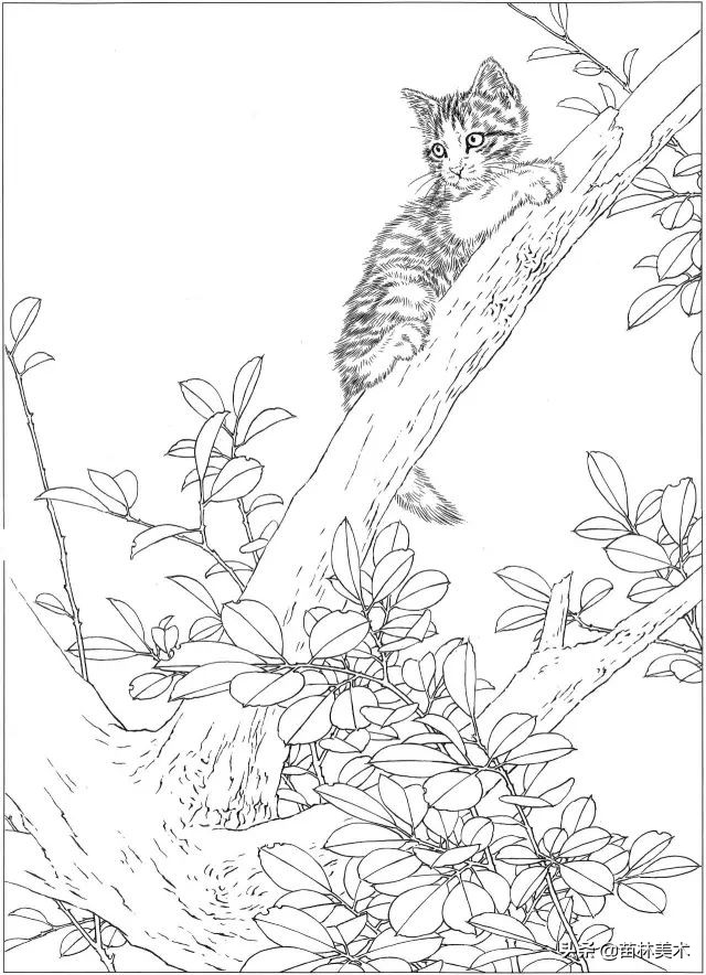 国画工笔猫白描,邢诚爱工笔画猫白描底稿