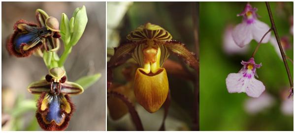 君子兰吊兰蝴蝶兰的图片,吊兰属不属于兰花的一种