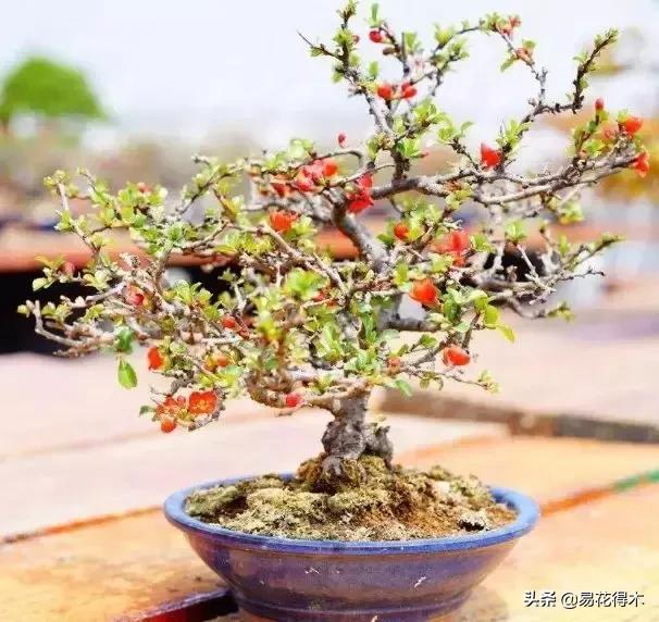日本长寿梅欣赏,日本长寿梅盆景枝条养护