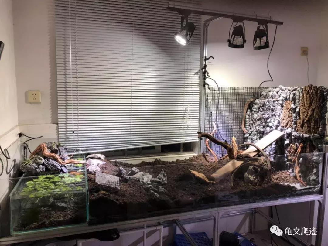 半水龟环境布置,最好玩的半水龟