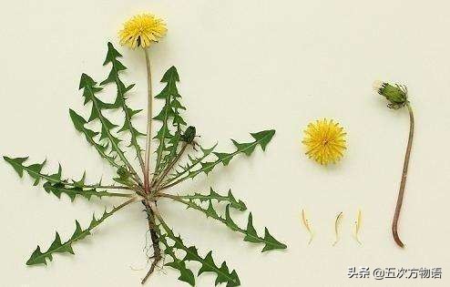 蒲公英泡水喝的利与弊你了解多少,关于蒲公英的知识科普