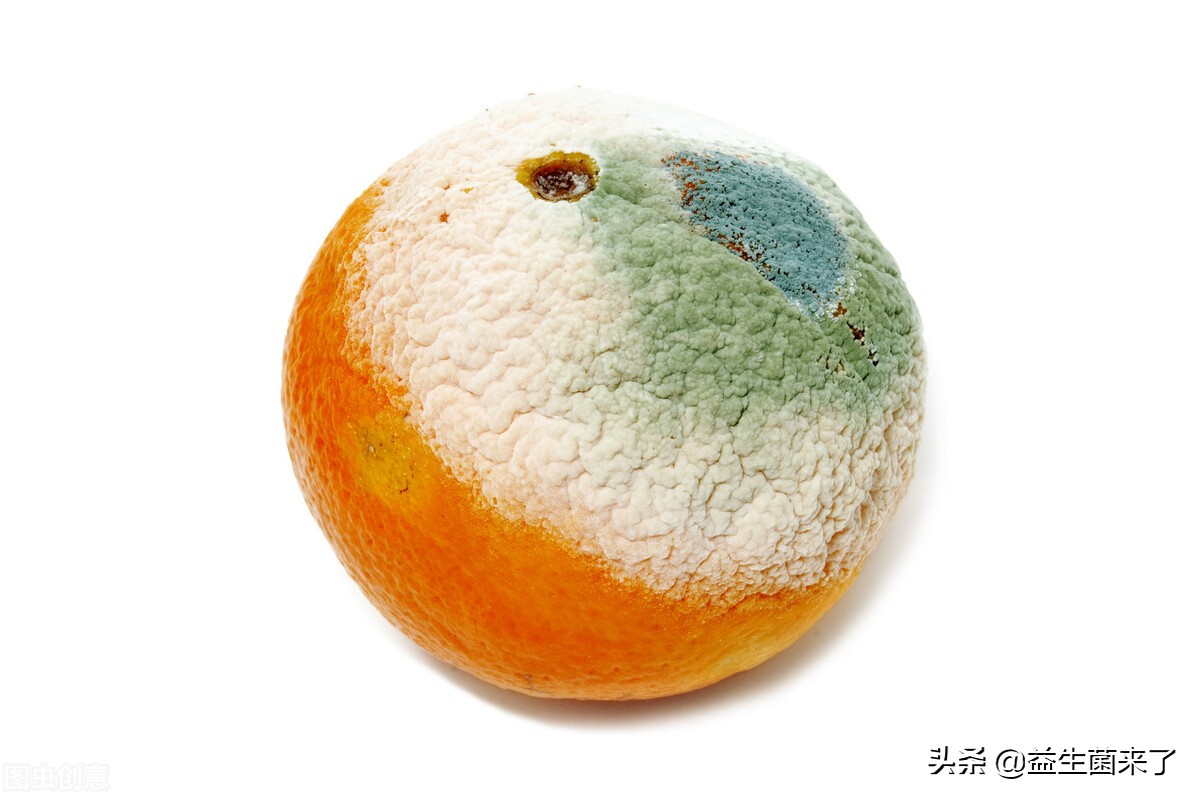 什么菌长得快,哪种菌生长期短