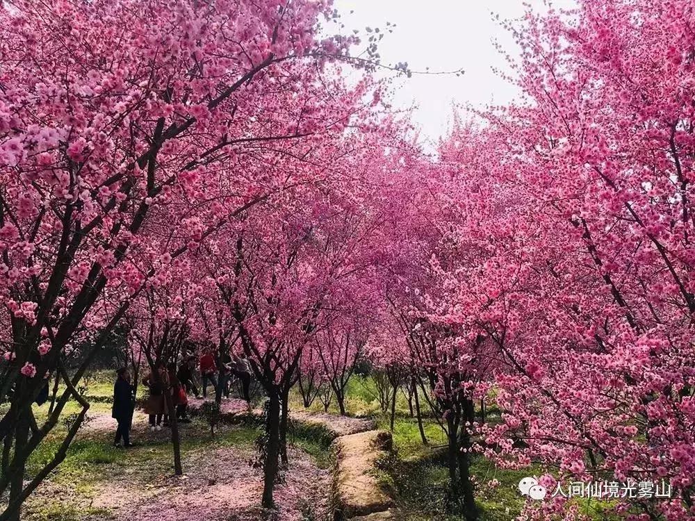 “色香味形”面面俱到!这样的南江你见过吗?