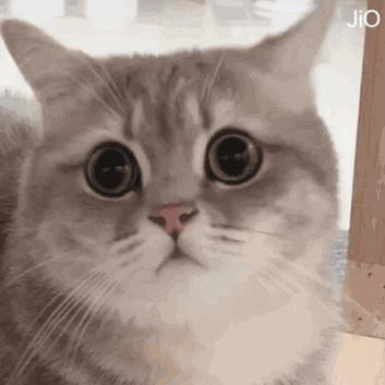 猫咪被虫子咬了涂什么止痒,猫咪被寄生虫叮咬用什么药