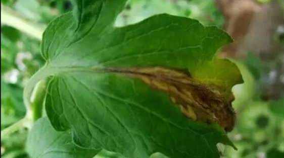 西红柿灰霉病可以用烟熏剂吗,大棚西红柿灰霉病几月份减轻