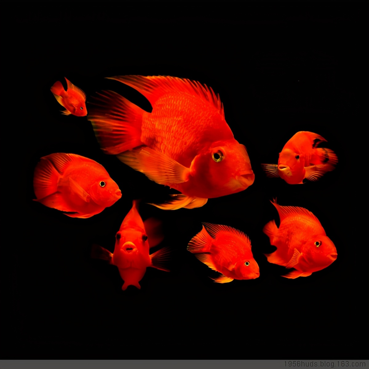 鹦鹉鱼最佳观赏鱼,观赏鱼鹦鹉鱼如何饲养教程