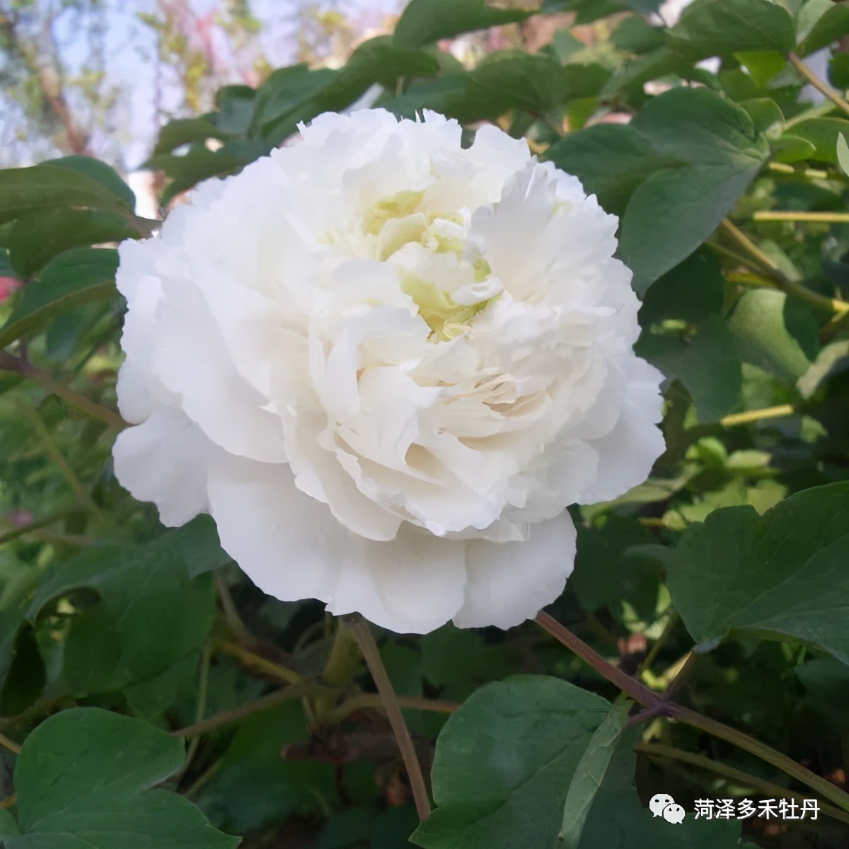 牡丹品种水晶黄,昆山夜光牡丹晚上的样子