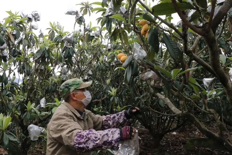 城厢区常太镇首届“壶兰耕读·云上枇杷文化节”暨第22届枇杷节来啦！快来“嗨枇”吧~