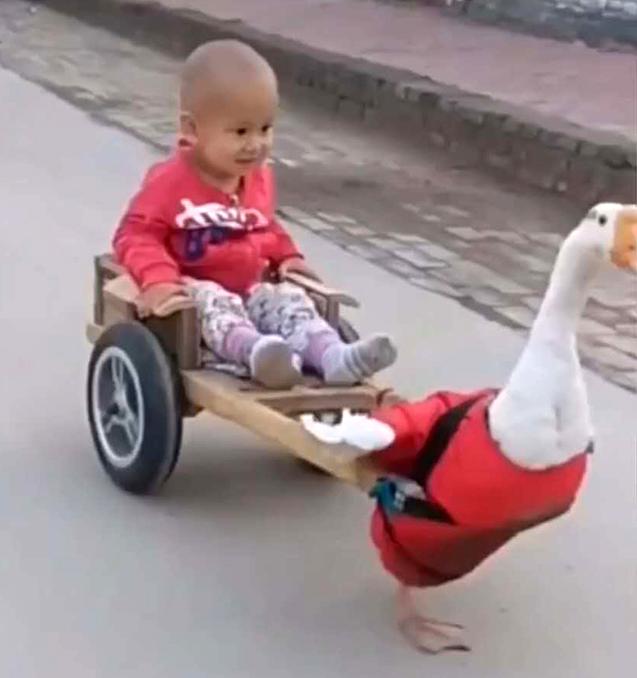 奶奶用大鹅玩娃,奶奶用大白鹅带娃