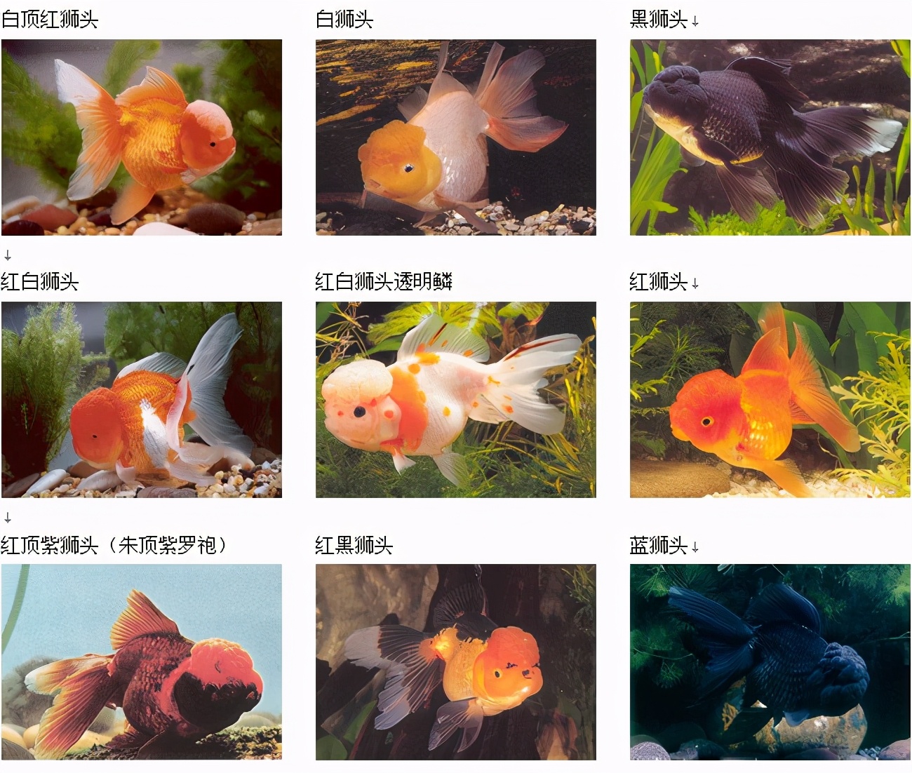 超大金鱼观赏鱼,巨型观赏鱼金鱼