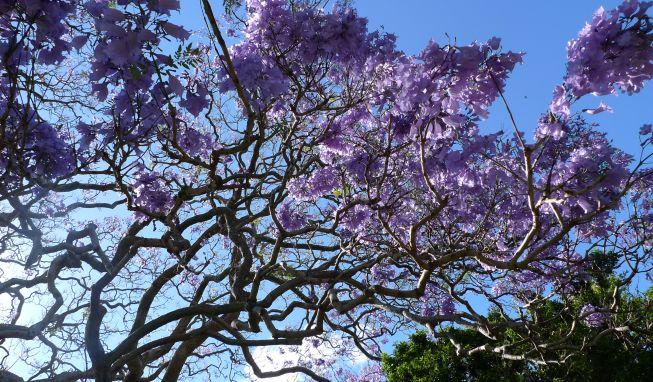 鏈堜寒鏄熷骇鎬庢牱搴斿璐熼潰鎯呯华,鏈堜寒鏄熷骇鎯呯华鐤楁剤