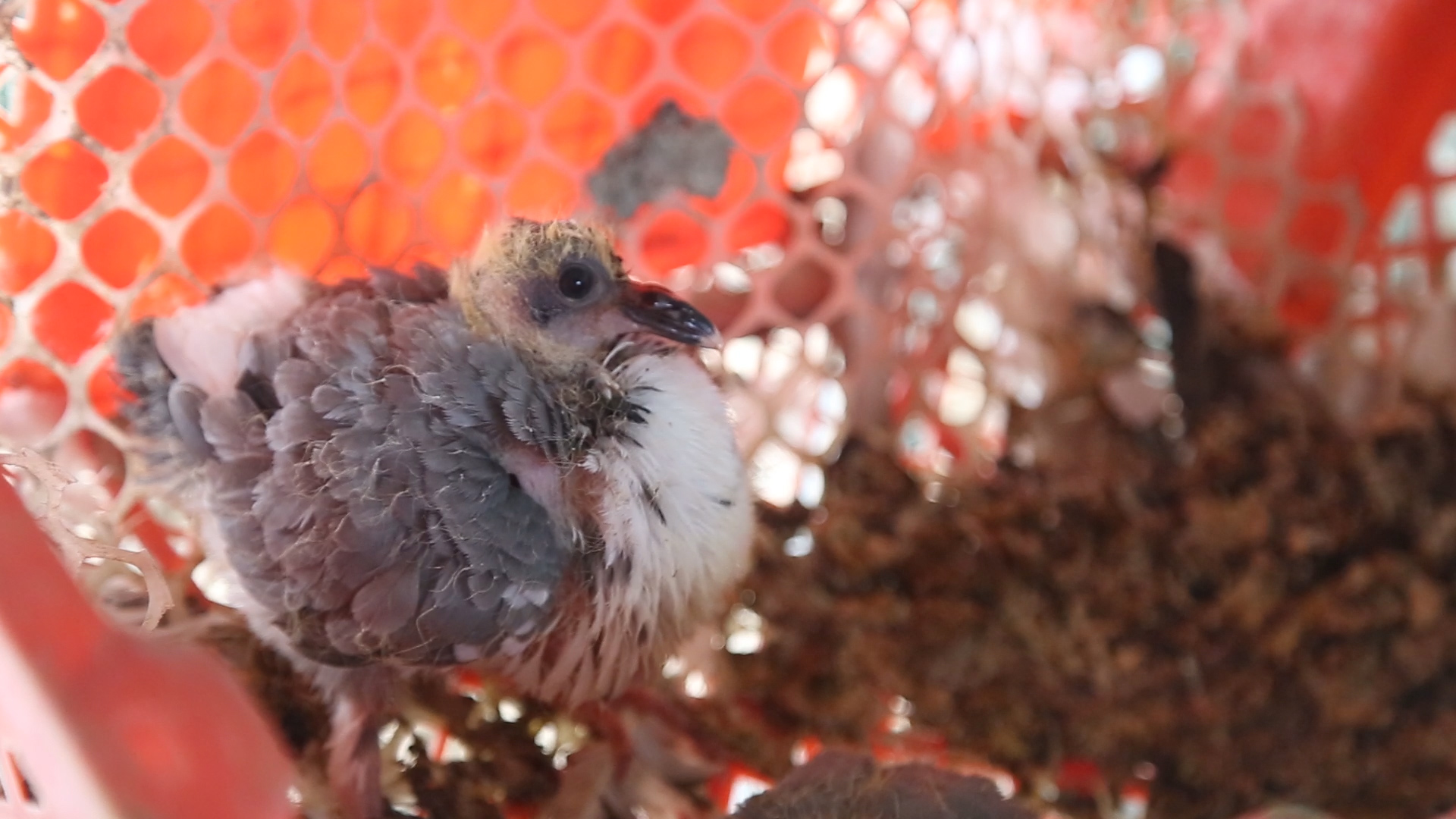 乳鸽怎么喂长得胖,乳鸽拔羽毛的正确方法