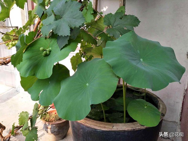 碗莲种藕的种植方法和技巧图片,碗莲种藕栽培方法