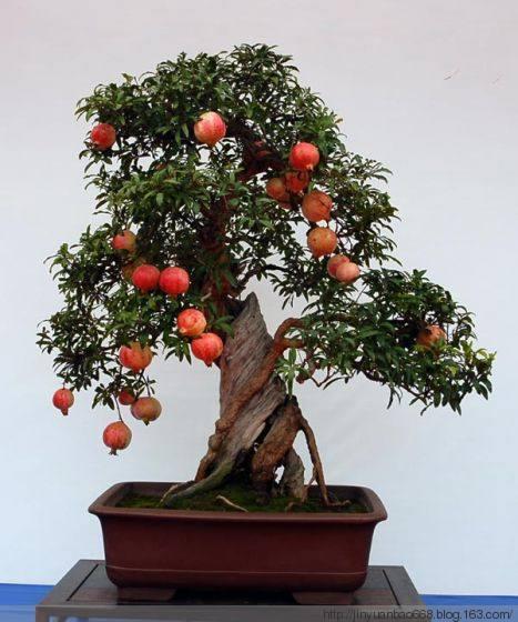 哪些阳台盆栽观花观叶也观果,观果盆栽有哪些品种
