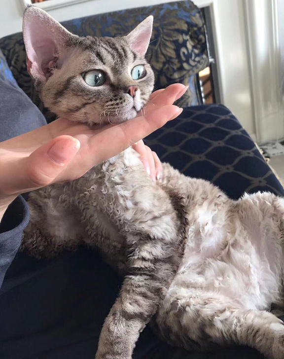 德文卷毛猫甜美,顾ta德文卷毛猫
