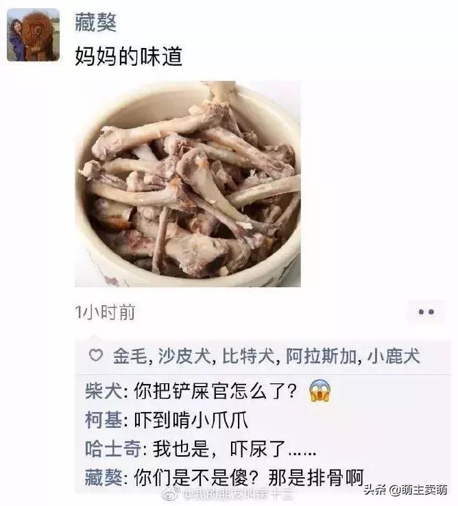 狗拟人化的性格,各种狗狗拟人化