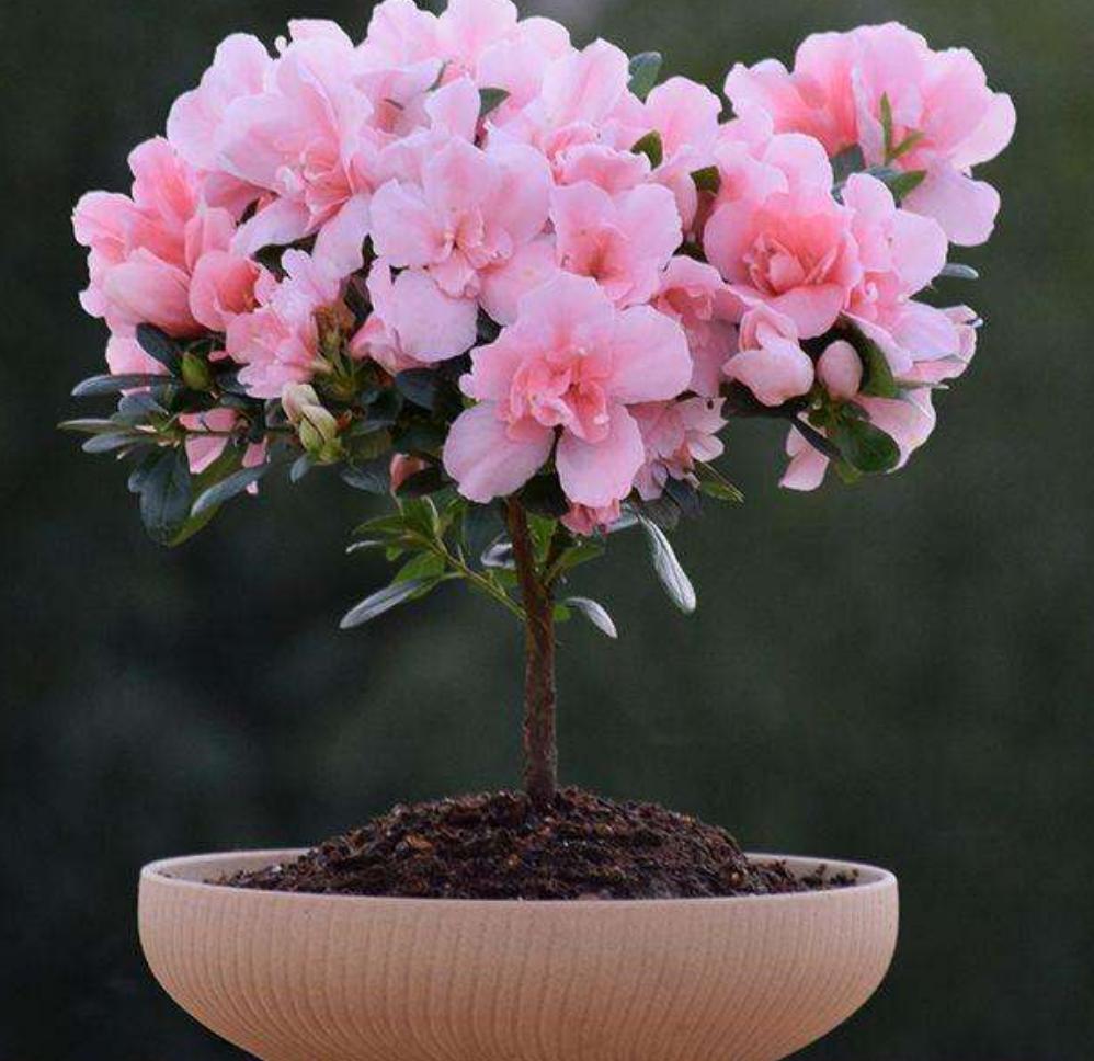 怎样判断杜鹃花黄叶原因,杜鹃花叶面黑斑怎么治